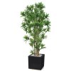 62476 dracaena reflexa boschetto 180 cm green 4008a05