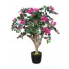 Bouganvillea robustina fuchsia 1066f01