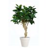 26560 ficus elastica crown 180 cm green 5426005