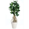 ficus elastica root 200 cm green 5426006