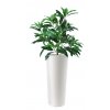 Mango Bush 130 cm Green V1069001