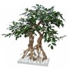 36422 ficus retusa root bonsai 1064007