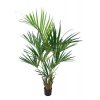 77052 kentia palm w pot 160 cm green 5434grn