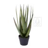 Aloe 65cm new