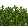 138004uv buxus mat 140 uv close up 2 1 1