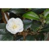 Umělá rostlina Camellia DeLuxe (100cm) - krémová