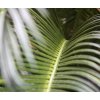 Umělá palma Cycas DeLuxe (60cm)