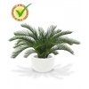 180106uv cycas palm deluxe 60 martinique 33 shiny white