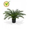 180106uv cycas palm deluxe 60 pp