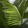 Umělá palma Cycas Baby (30cm)