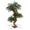 Umělá bonsai Shirakashi (80cm)