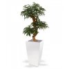 Umělá bonsai Shirakashi (80cm)