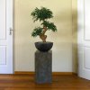 Umělá bonsai Shirakashi (80cm)