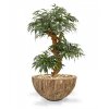 Umělá bonsai Shirakashi (80cm)