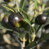Umělá bonsai Olive (90cm)