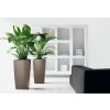 A SQ50 2 tp Spathiphyllum x