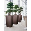 A SQ50 3 esp Ficus microcarpa