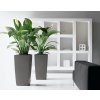 A SQ50 2 anth Spathiphyllum