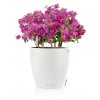 FP TRD D28 w Bougainvillea