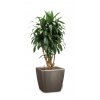 FP Q43 LS tp Dracaena Janet Graig