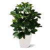 raam schefflera 50cm kunstplant 130105 2
