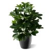 raam schefflera 50cm kunstplant 130105 3