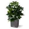 raam schefflera 50cm kunstplant 130105 4
