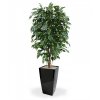 112315 ficus exotica deluxe 150 cubico 30 zwart