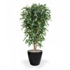 112318 ficus exotica deluxe 180 classico 43 zwart