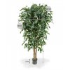 112318 ficus exotica deluxe 180 pp maat