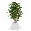 112312 ficus exotica deluxe 125 groen darwin 35 shiny white