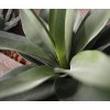 Umělá rostlina Agave (25cm)