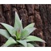 Umělá rostlina Haworthia (13cm)