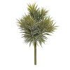 404003 Peperomia Happy Bean boeket 35 v2