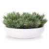 404003 Peperomia Happy Bean in Perth 43 Shiny White v2