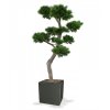 151920 pinus bonsai xl 200 panama 50 shiny grey