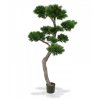 151920 pinus bonsai xl 200 pp