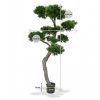 151920 pinus bonsai xl 200 pp maat 2