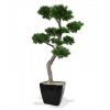 151920 pinus bonsai xl 200 quadro 50 zwart