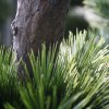 151920 pinus bonsai xl 200 close up 2 800x800