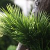 151920 pinus bonsai xl 200 close up 4 800x800