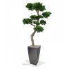 151920 pinus bonsai xl 200 cubico 40 antraciet