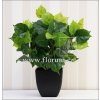 Cissus 35cm