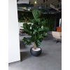 Ficus Lyrata 1