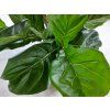 Ficus Lyrata list