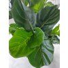 Ficus Lyrata list a