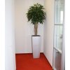 longifolia deluxe bol op stam in cubico alto 40x95cm 1