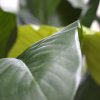 192709 spathiphyllum king boeket groen 80 close up 2 1