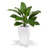 192709 spathiphyllum king boeket groen 80 cubico 30x56 wit 1