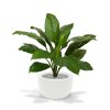 192709 spathiphyllum king boeket groen 80 martinique 33 shiny white 1